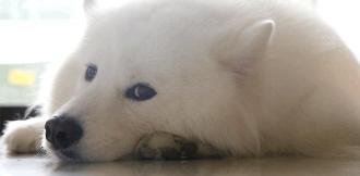 查理王小猎犬多少钱（这几种狗狗）