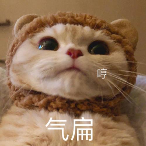 貓咪洗澡多少錢（貓咪）