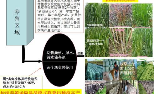 糖蜜多少钱一吨（猪场自己种植皇竹草等牧草养猪可行吗）