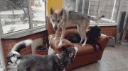 捷克狼犬多少钱（这到底是狼还是狗）