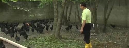 乌鸡价格多少钱一斤（深圳老板跑到大山养乌鸡）