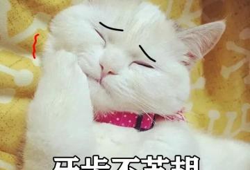 猫拔牙多少钱（80）