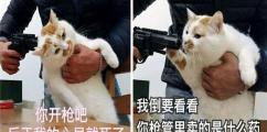 虎斑折耳猫多少钱一只（盘点十大网红猫品种）