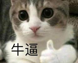 西伯利亚森林猫多少钱（体型最大的几种猫咪）