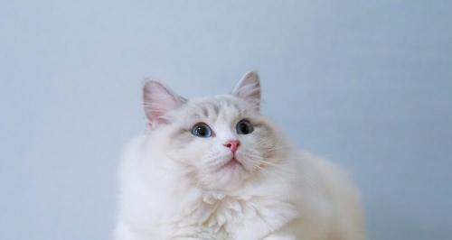 美国虎斑猫多少钱一只（美国小猫奥斯卡）