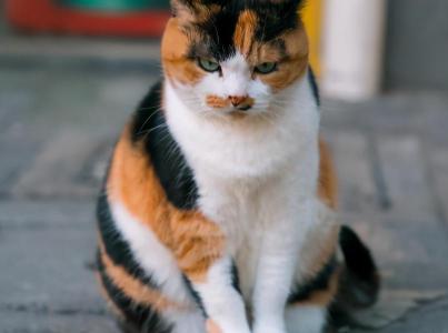 长毛虎斑猫多少钱一只（谁说土猫土）