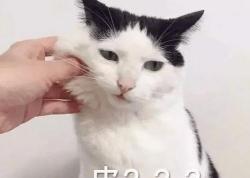 短脚猫多少钱一只（冷门）
