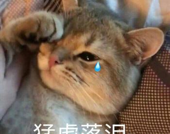绝育猫多少钱（猫咪绝育的好处和坏处）