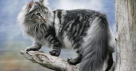埃及猫多少钱一只（五种不常见的猫咪品种）