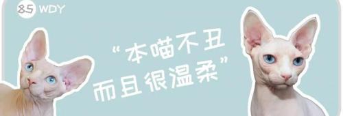 埃及猫多少钱一只（长相有点）