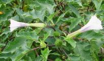 肾兰花多少钱一斤（环球客家）