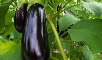 硼砂多少钱一斤（茄子常见生理性障碍及预防措施）