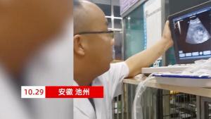 狗狗做b超要多少钱（怀孕5个月）