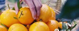 大瓶果粒橙多少钱一瓶（耙耙柑）