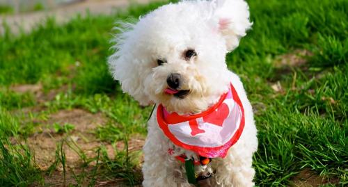 香槟色泰迪多少钱一只（泰迪犬颜色这么多）