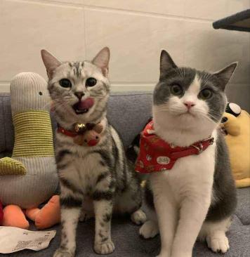 纯黑英短多少钱一只（养英短猫比美短猫好）