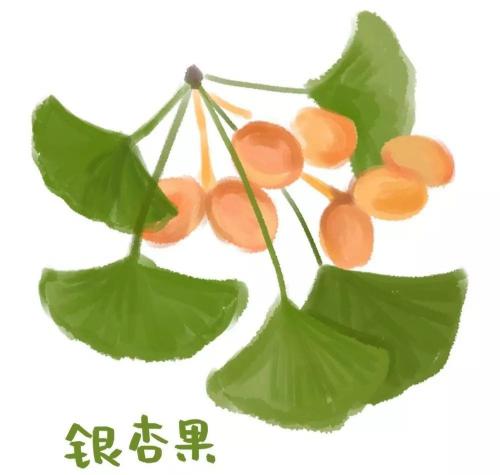 银杏叶片多少钱（近期）