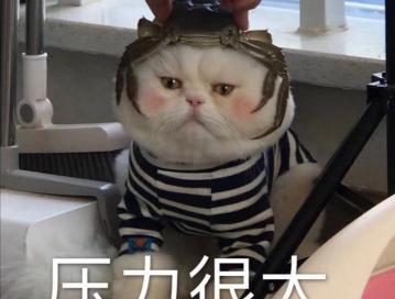 无毛猫多少钱一只（最）