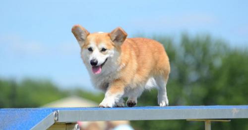 黑背犬多少錢一只（幾種最旺財的狗狗）