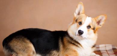 柯基犬一般多少钱一只（想买柯基的宝宝先别急下手）