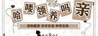 折耳虎斑貓多少錢一只（貓咪品種介紹）