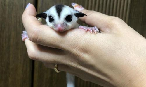 蜜袋鼯多少钱（养蜜袋鼯不应该套用其他宠物的饲养方法）