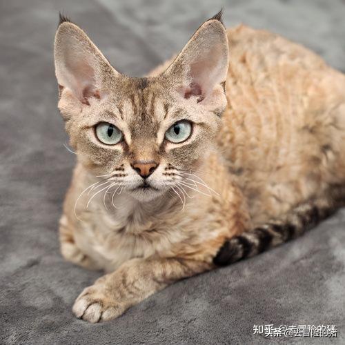 德文卷毛猫多少钱(猫咪品种篇)