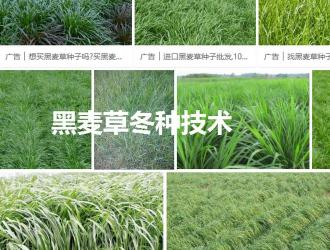 糖蜜多少钱一吨（秋冬季节高产牧草品种推荐与种植利用技术）