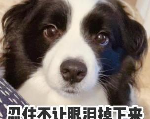 养边牧一个月多少钱（别急着养）