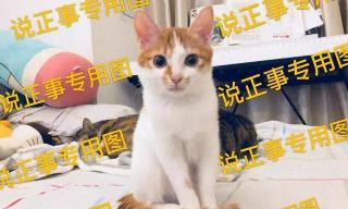 给猫驱虫多少钱（如何为猫咪做驱虫）