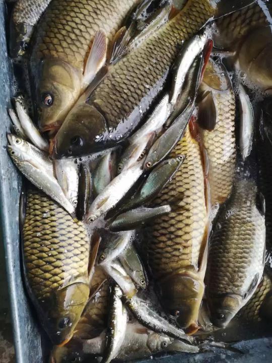 江湖鲤1500一根多少钱（四川绵阳）