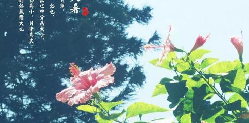 茯苓多少錢(qián)一克（大暑）