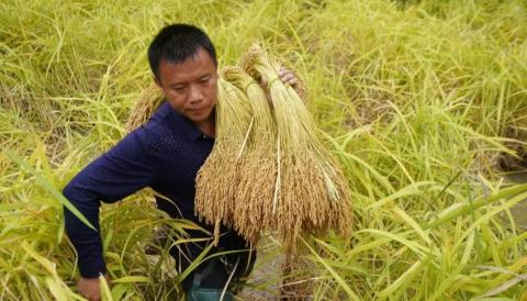 玉米面多少錢一斤（國外糧食沖高）