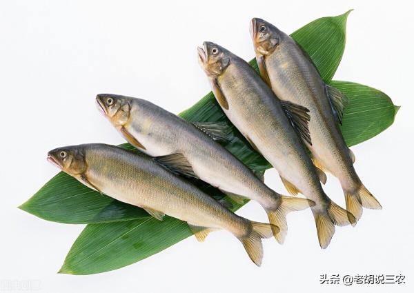 鱼的价格多少钱一斤（淡水鱼价格猛涨）