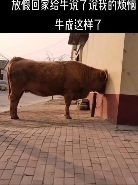 种个门牙多少钱（一颗种植牙约6000元）
