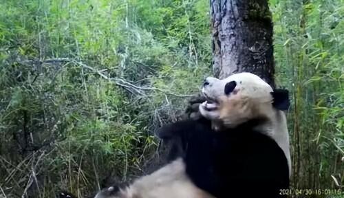 熊猫基地抱熊猫多少钱（大熊猫交配有多难）