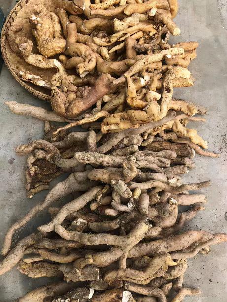 牛蒡茶多少钱一斤（俗称）