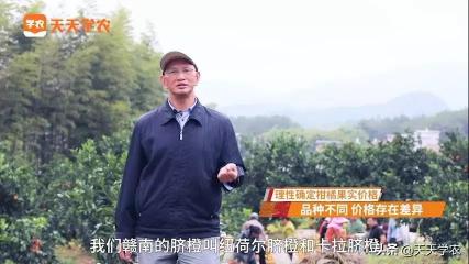 橙子价格多少钱一斤（赣南脐橙即将开摘）