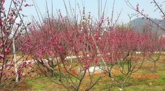 梅花樹苗多少錢一棵（家中庭院播種梅花樹苗）