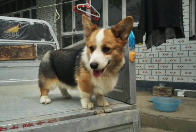 纯种柯基犬多少钱一只（十个柯基九个串）