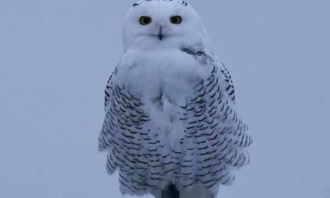 雪鸮多少钱一只（一种善于伪装的猛禽）
