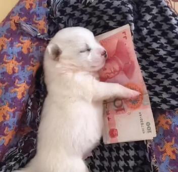 养一条狗一个月多少钱（一只狗暴露经济）