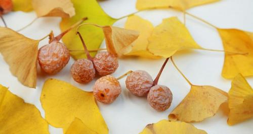 银杏茶多少钱一斤（银杏茶的功效和副作用）
