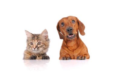 狂犬疫苗一般多少钱（狂犬病有多可怕）
