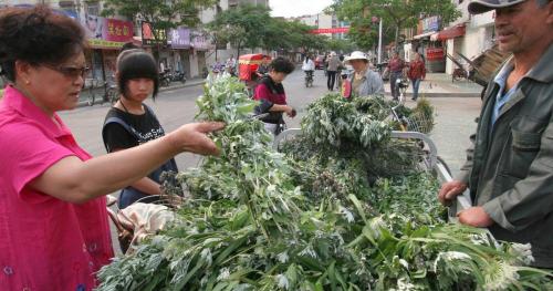 艾草种子多少钱一斤（春季种植艾草正当时）