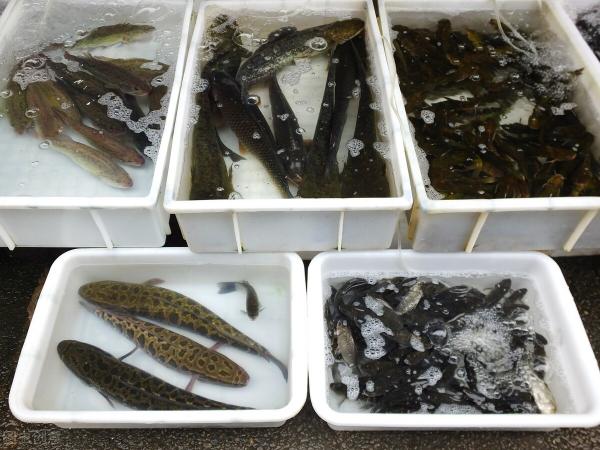 草鱼一斤多少钱（草鱼跌1元）