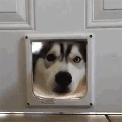 阿拉斯犬多少钱一只（阿拉斯加犬和哈士奇）
