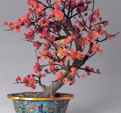 梅花树苗多少钱一棵（观赏名花）
