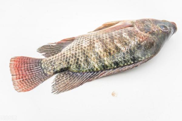 珍珠斑魚多少錢一斤（年關臨近）