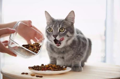 猫粮多少钱（5款）